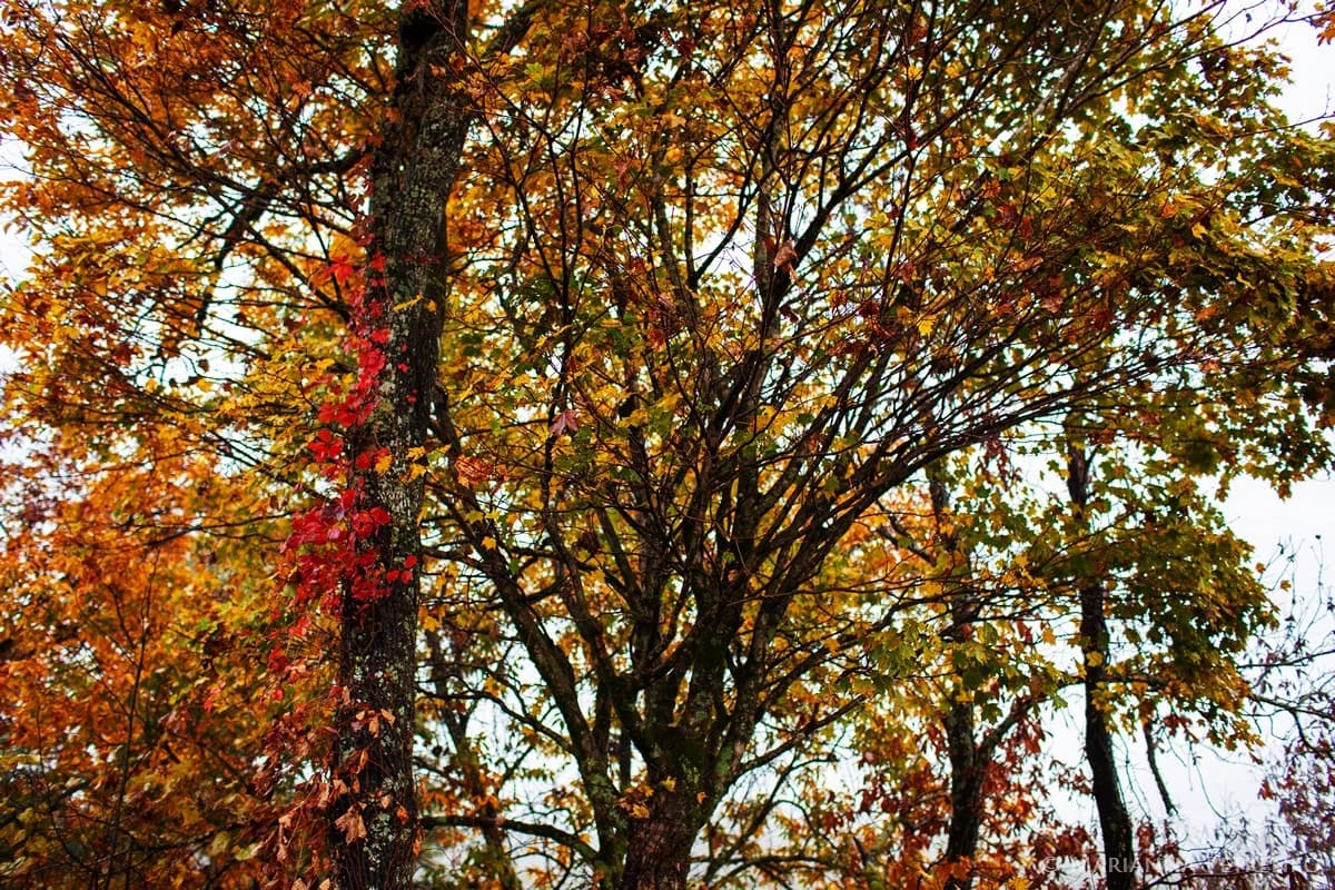 Vibrant fall foliage and red climbing vines in the Smoky Mountains near Dollywood at Moose Hollow Lodge in Pigeon Forge